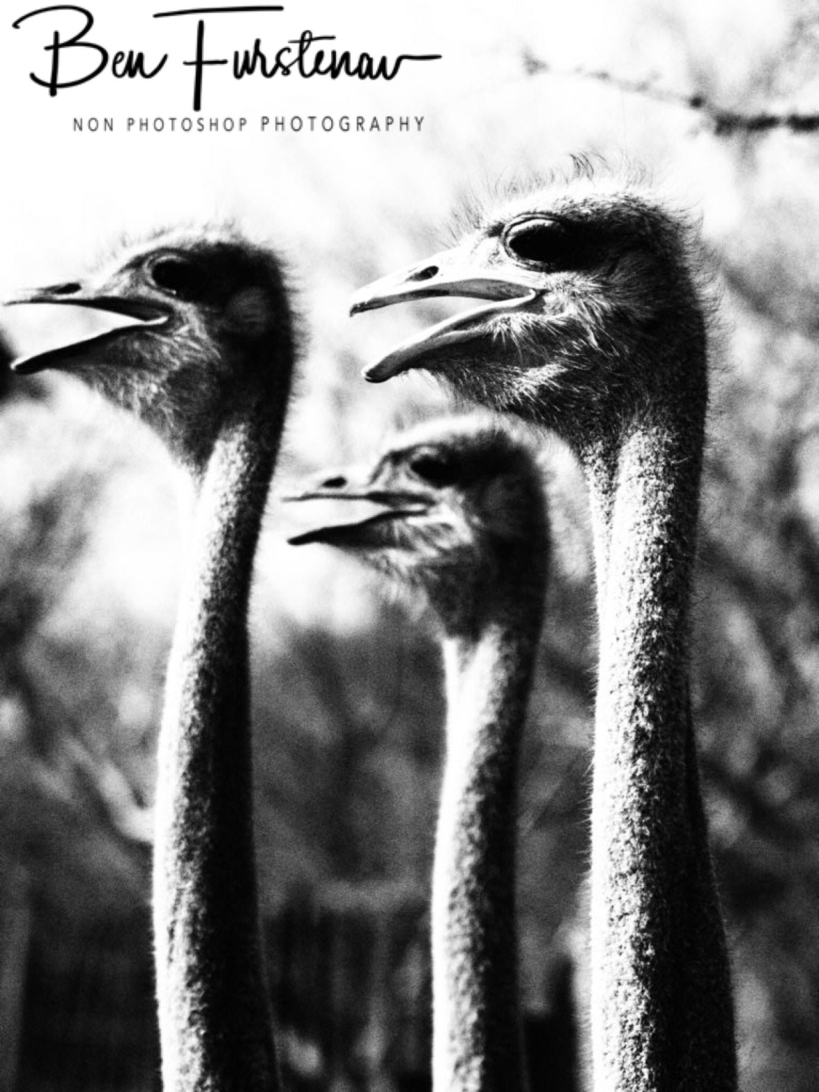 Ostrich triple header, Oppi Koppi, Kamanjab, Namibia
