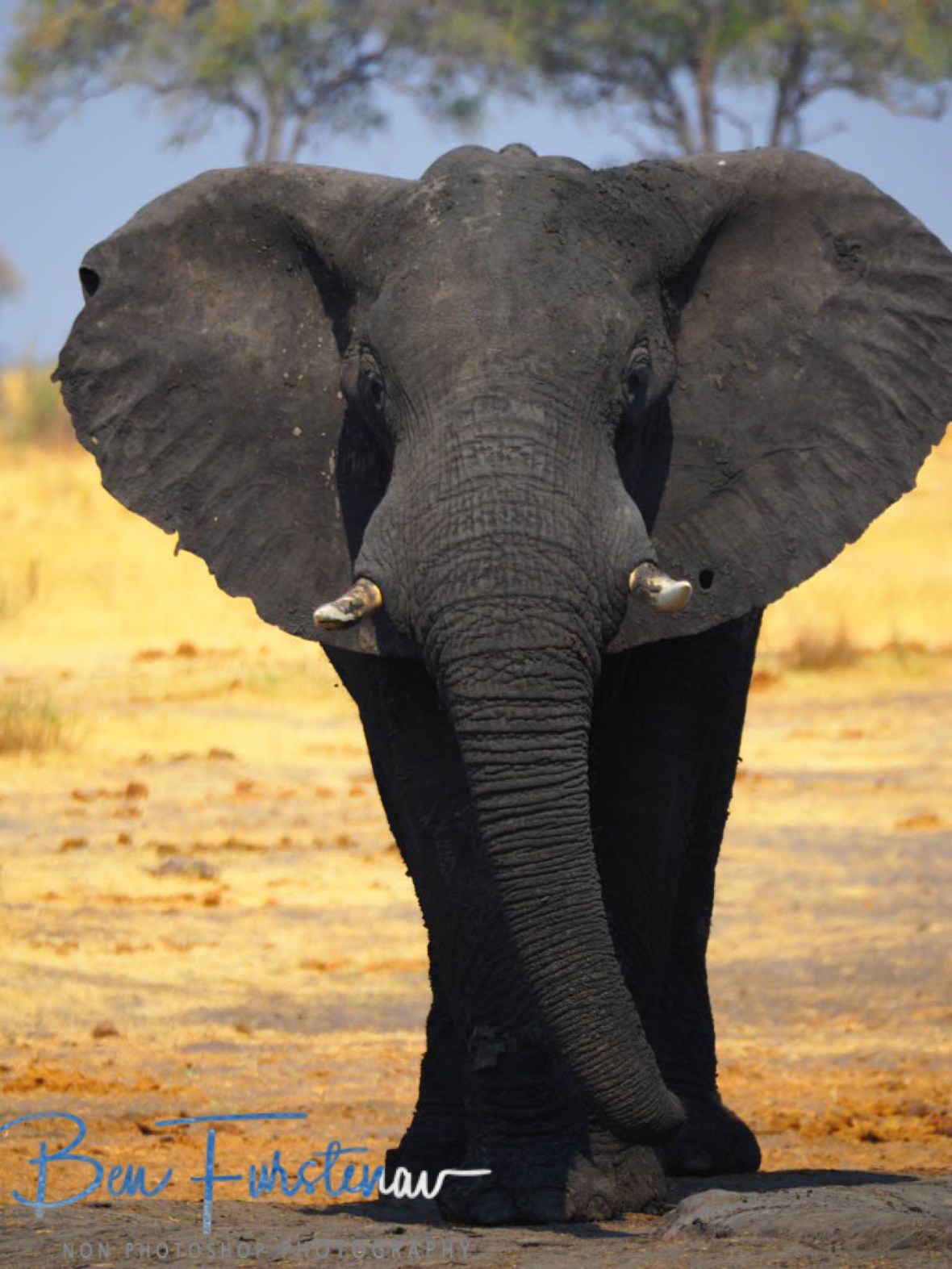 Great model, Khaudum National Park, Namibia