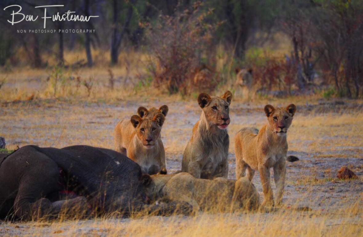 5 uncertain young lions whilst mom and dad watched from the bushes, Khaudum National Park, Namibia