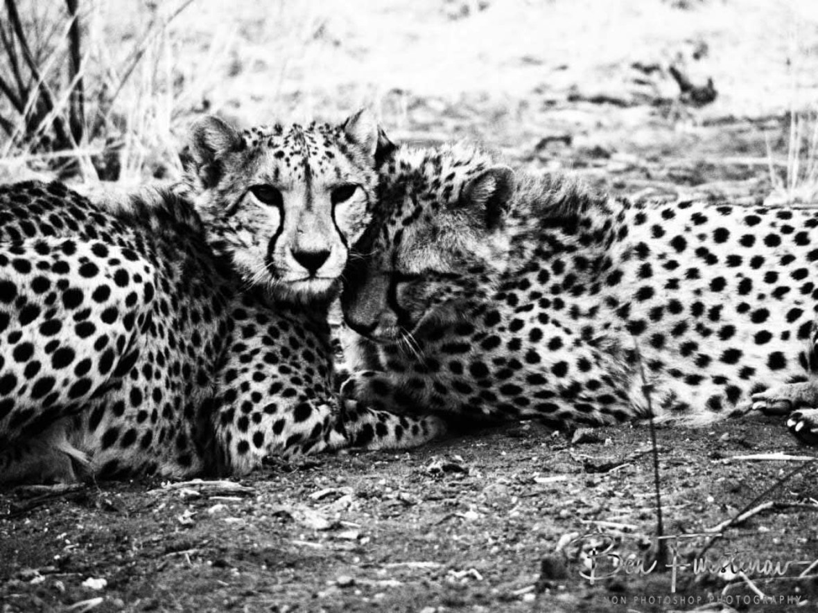 Cheetah cuddlxs, soph, Outjo, Namibia