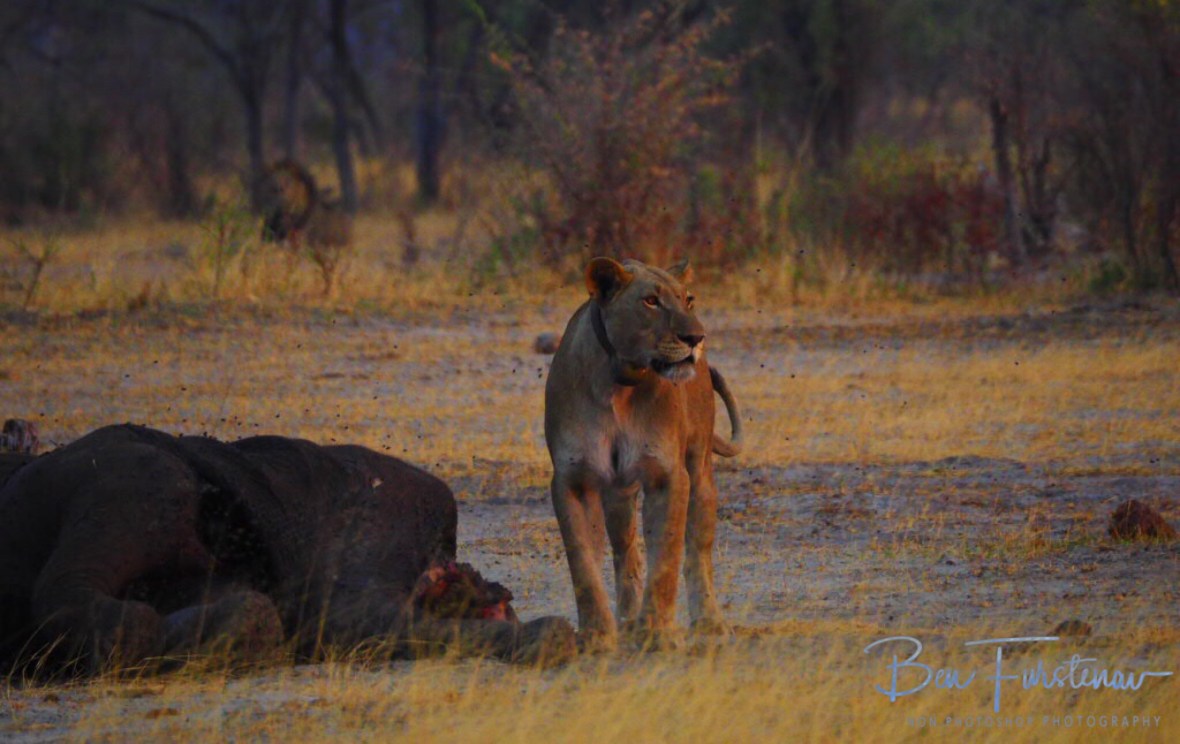 The lioness near the carcass as the lion king moves in closer, Khaudum National Park, Namibia