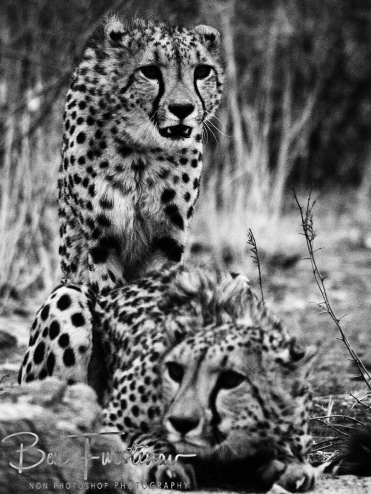 Waiting for food, Sophienhof, Outjo, Namibia