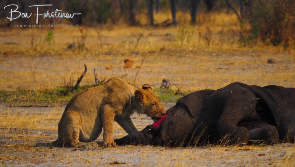 No way to get through the thick skin, Khaudum National Park, Namibia
