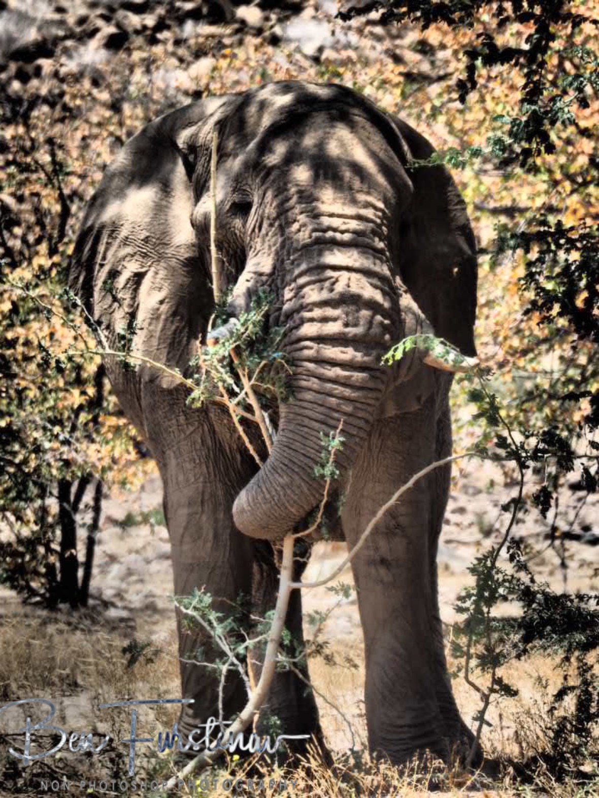 Tasty twigs, Damaraland, Namibia