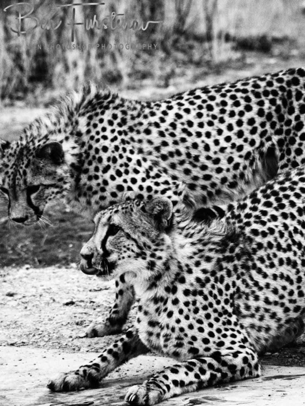Tasty meal, Sophienhof, Outjo, Namibia