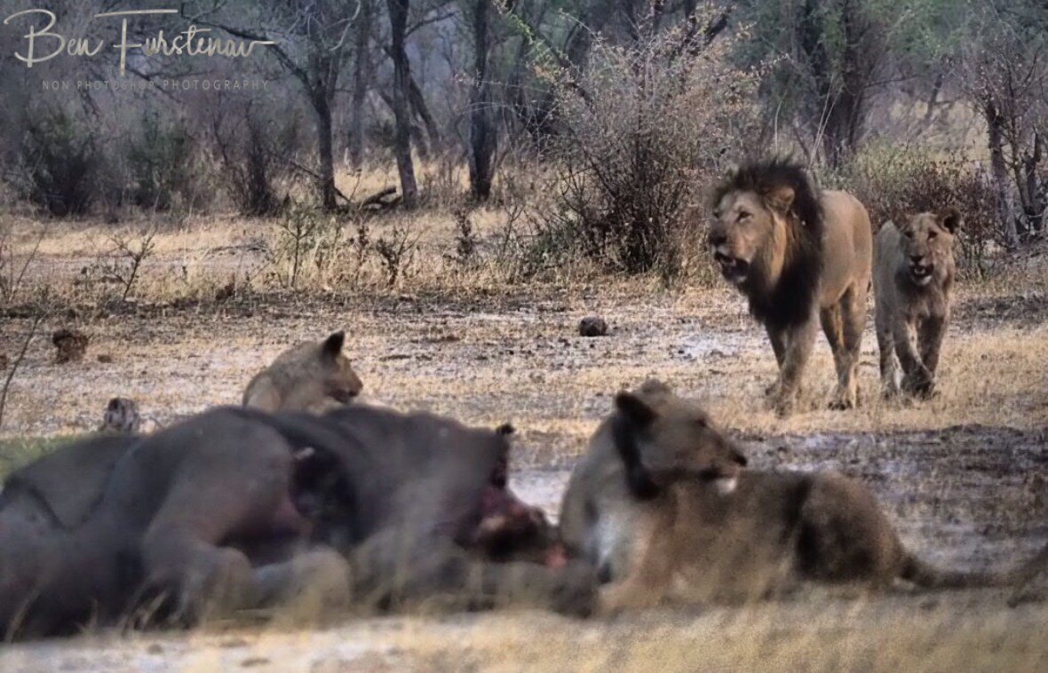 The king on its way, Khaudum National Park, Namibia