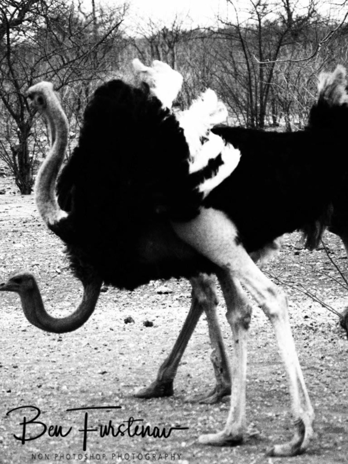 Ostrich ballet, Sophienhof, Outjo, Namibia