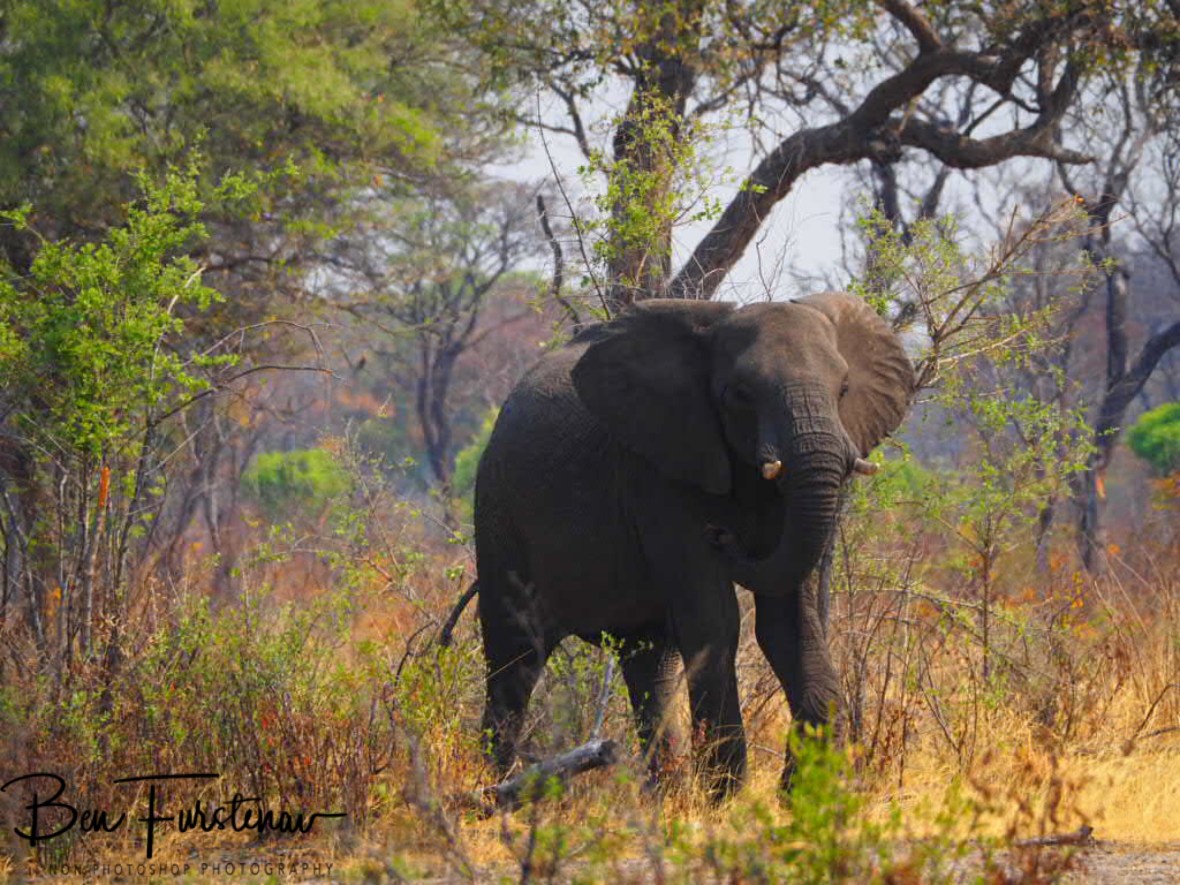 An elephant on his way to the waterhole, Khaudum National Park, Namibia