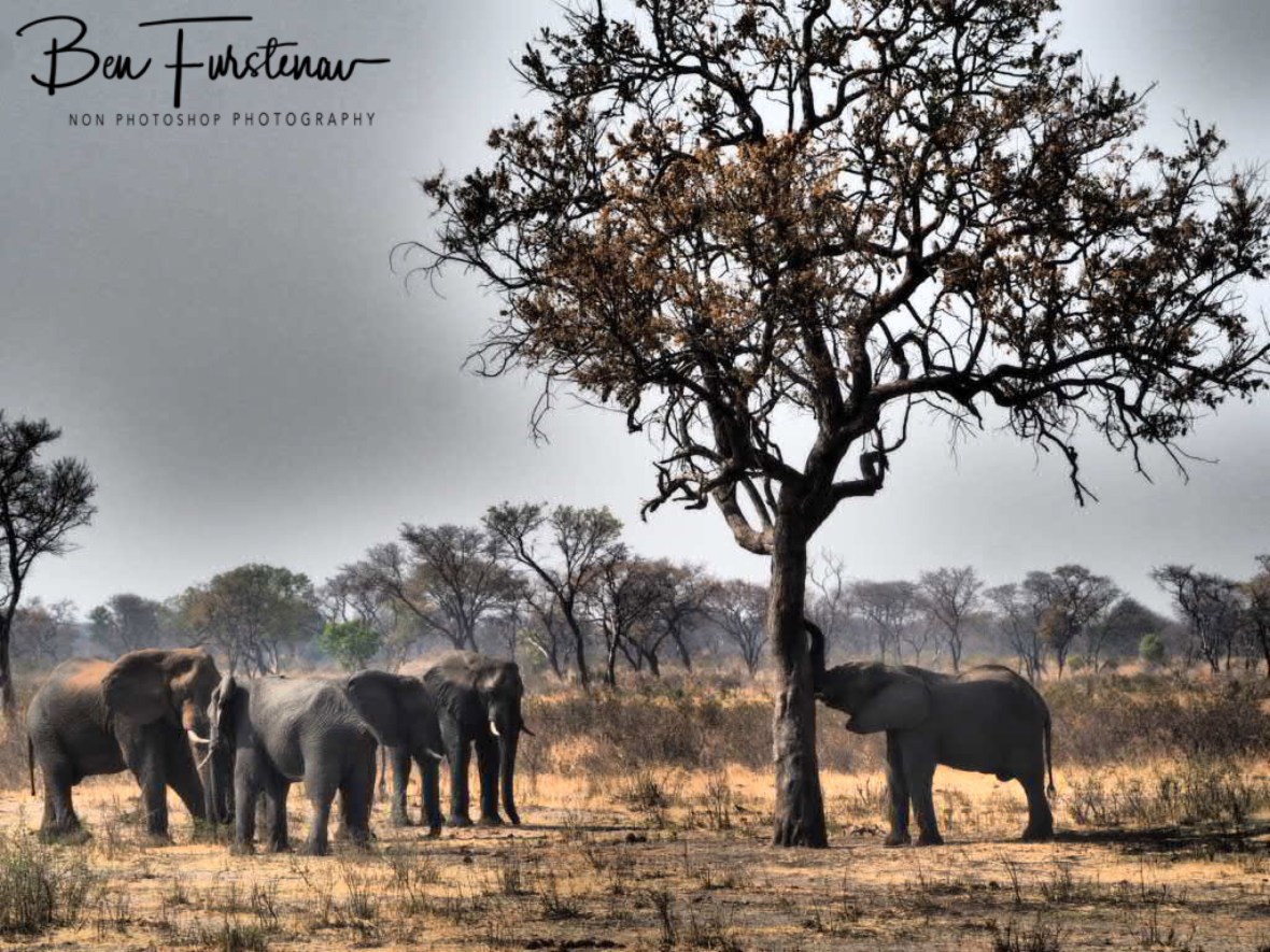 The photo says it all, Khaudum National Park, Namibia