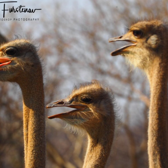 Ostrich neighbourhood, something new, Oppi Koppi, Kamanjab, Namibia