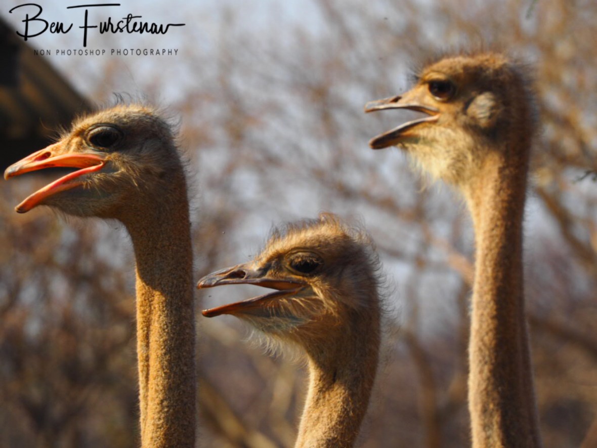 Ostrich neighbourhood, something new, Oppi Koppi, Kamanjab, Namibia