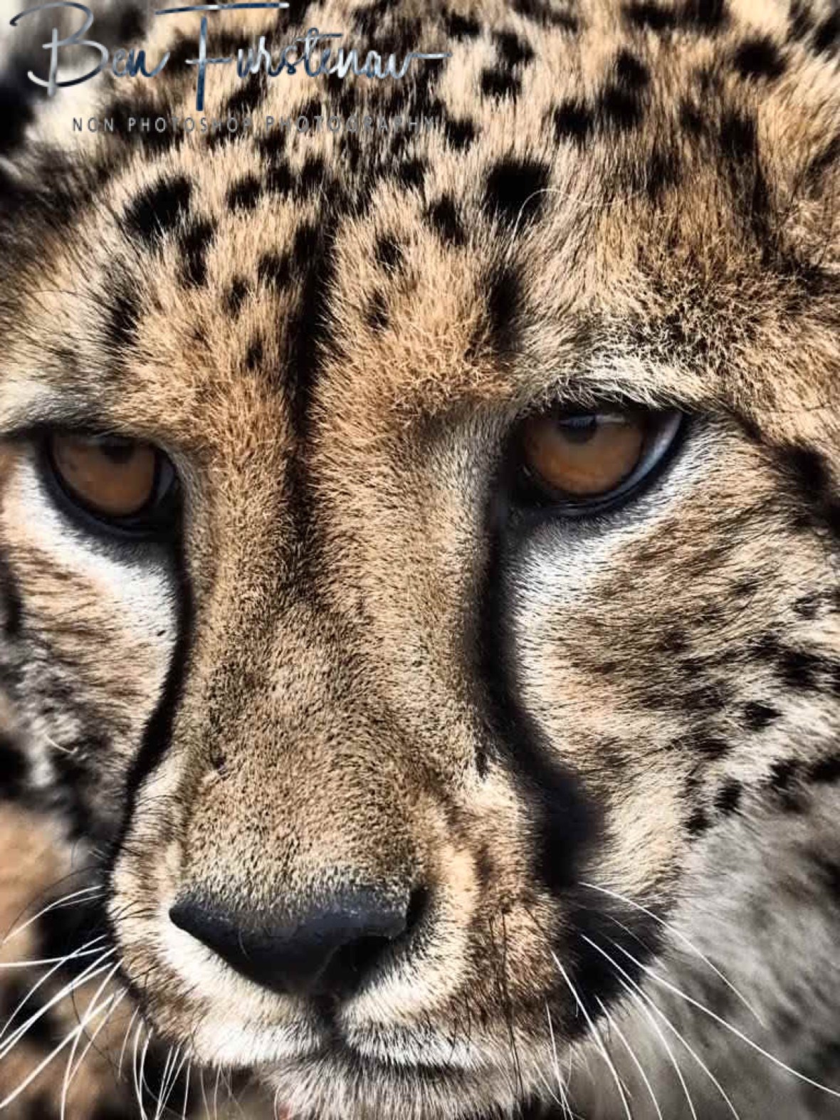 Distinctive facial markings, Sophienhof, Outjo, Namibia