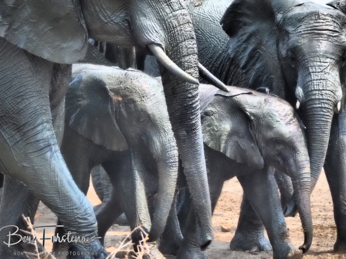 Young elephants surrounded by their herd, Khaudum National Park, Namibia