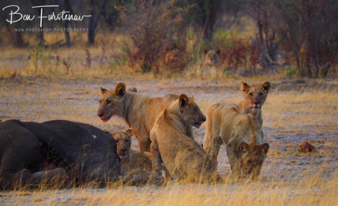 Five lion cubs carefully watched by mom and dad, Khaudum National Park, Namibia