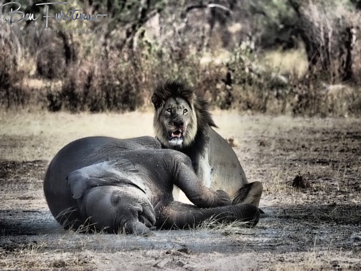 Elephant sized meal, Khaudum National Park, Namibia
