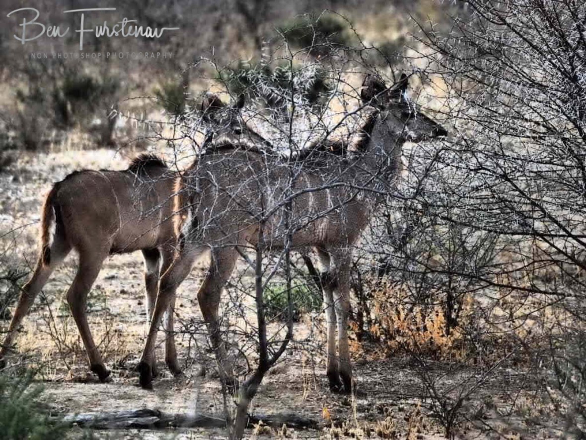 Kudu blending in with acacia scrubs, Sophienhof, Outjo, Namibia