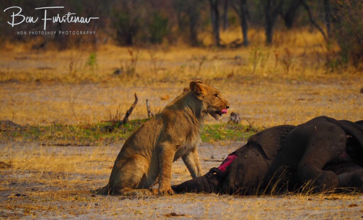 Youngsters with big belly, Khaudum National Park, Namibia