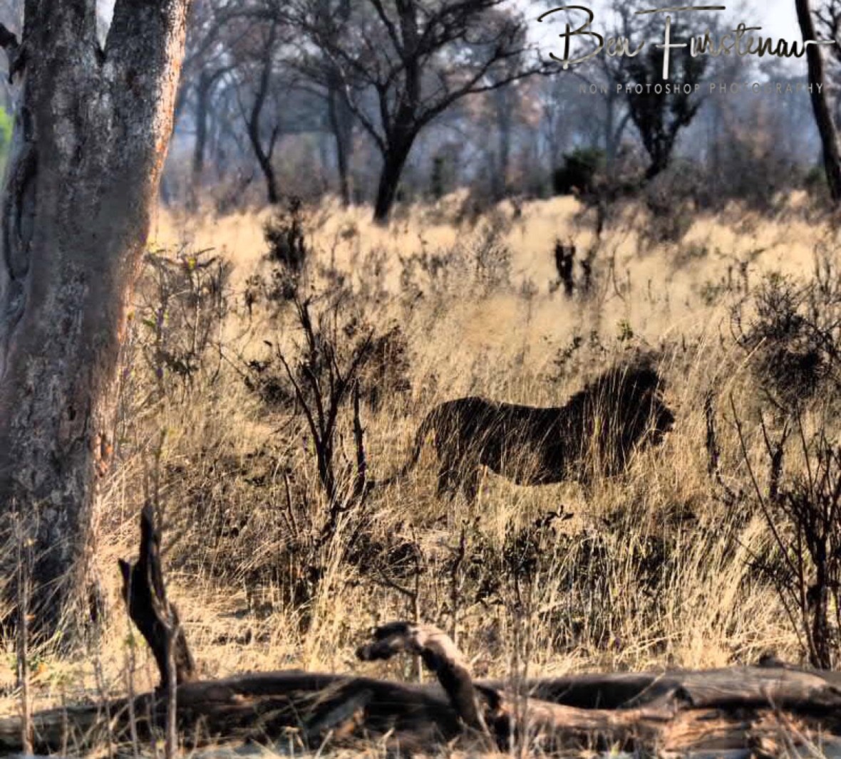 Still hanging around the waterhole, Khaudum National Park, Namibia