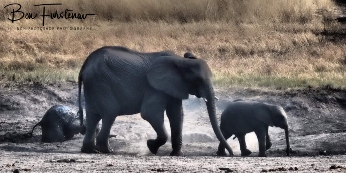 A little help, please! Khaudum National Park, Namibia 