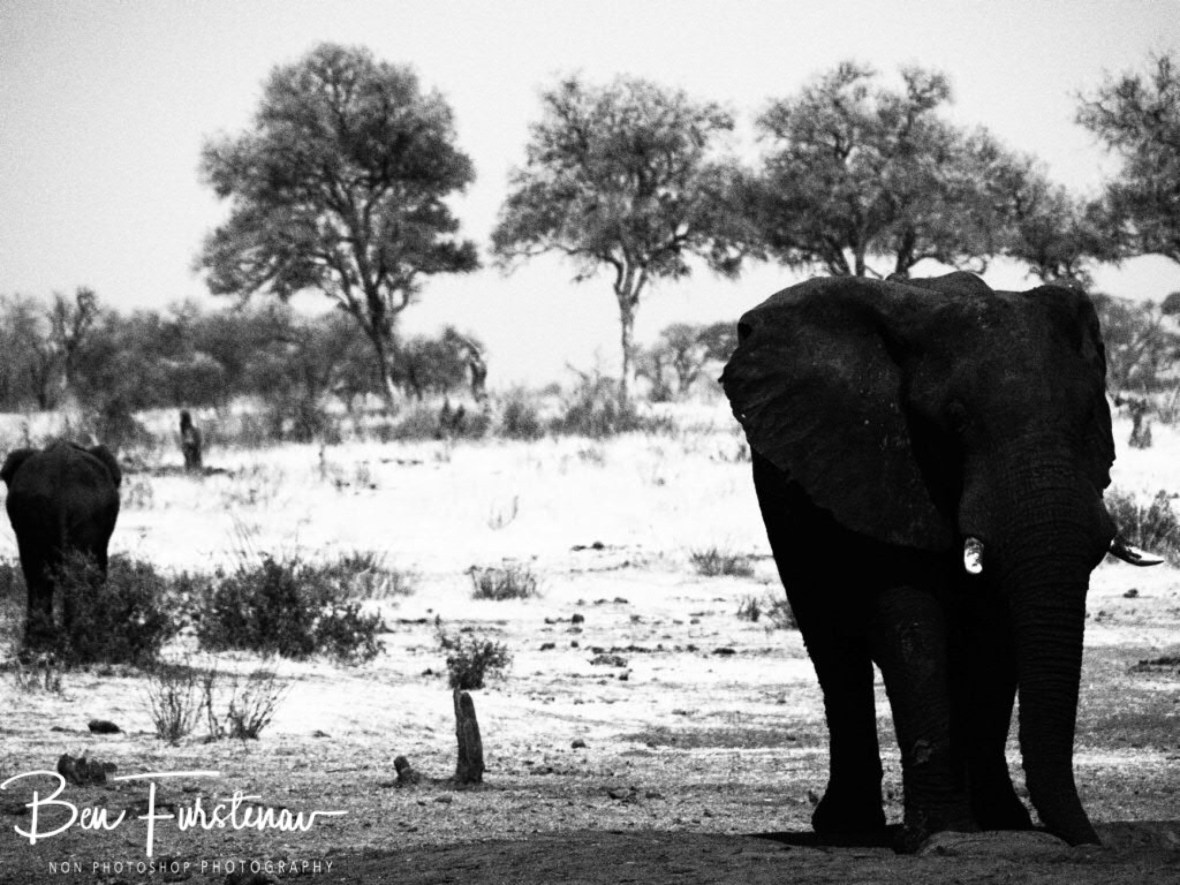 Elephants come and go, Khaudum National Park, Namibia