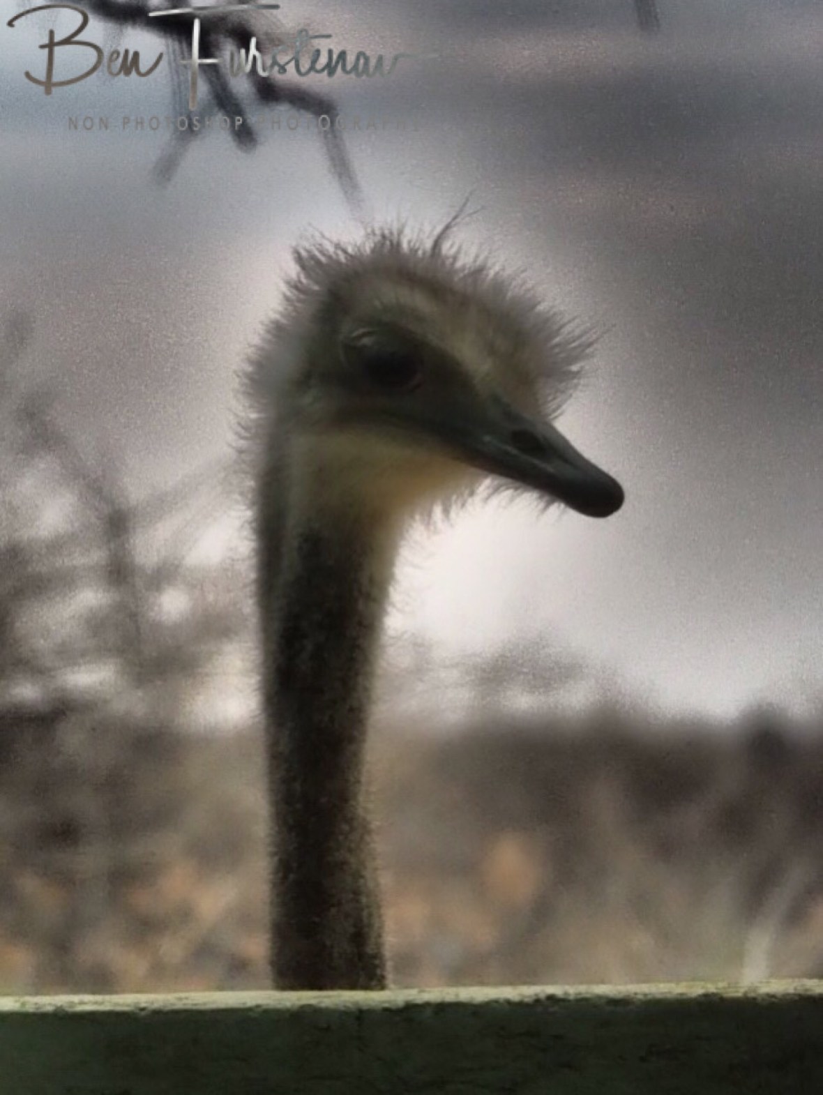 Breakfast theatre at Oppi Koppi, Kamanjab, Namibia