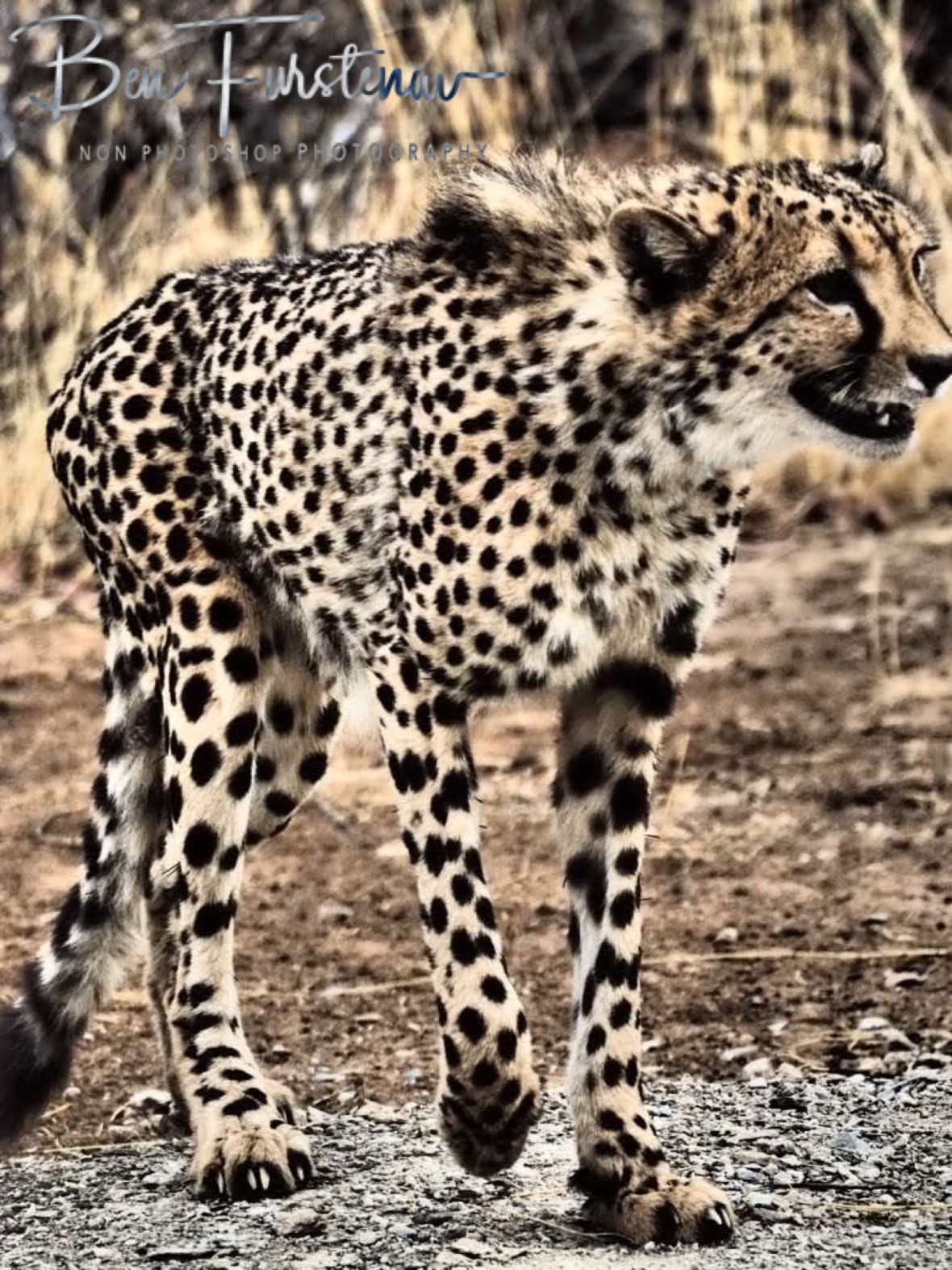 The larger cheetah brother, Sophienhof, Outjo, Namibia