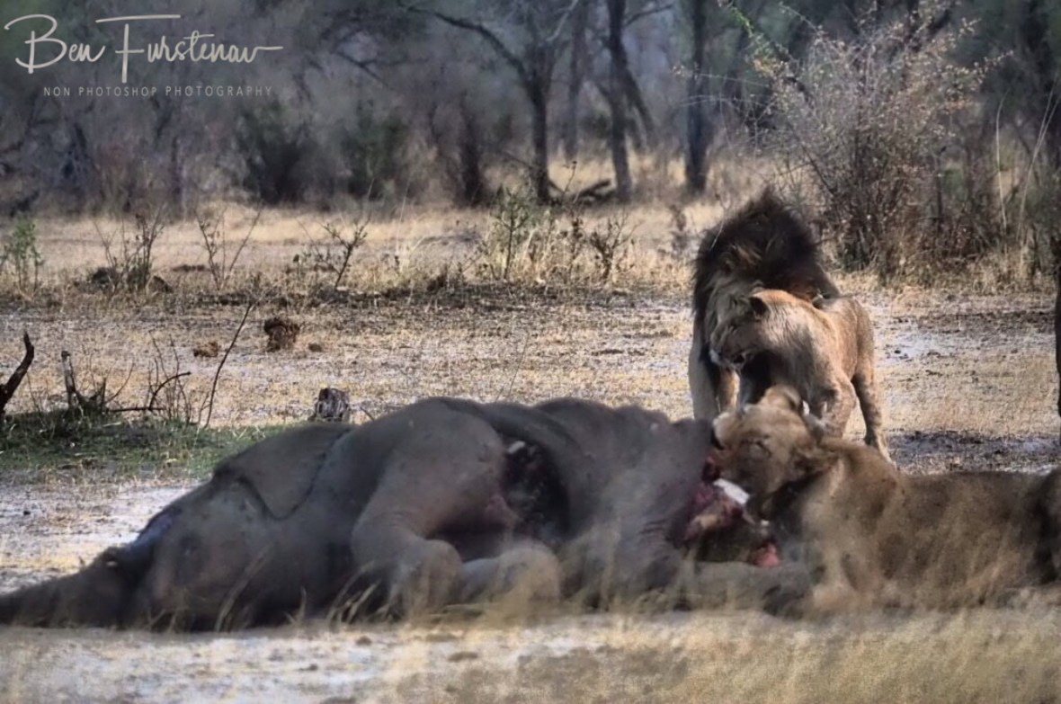 Unusual for male lions to show much affection, Khaudum National Park, Namibia