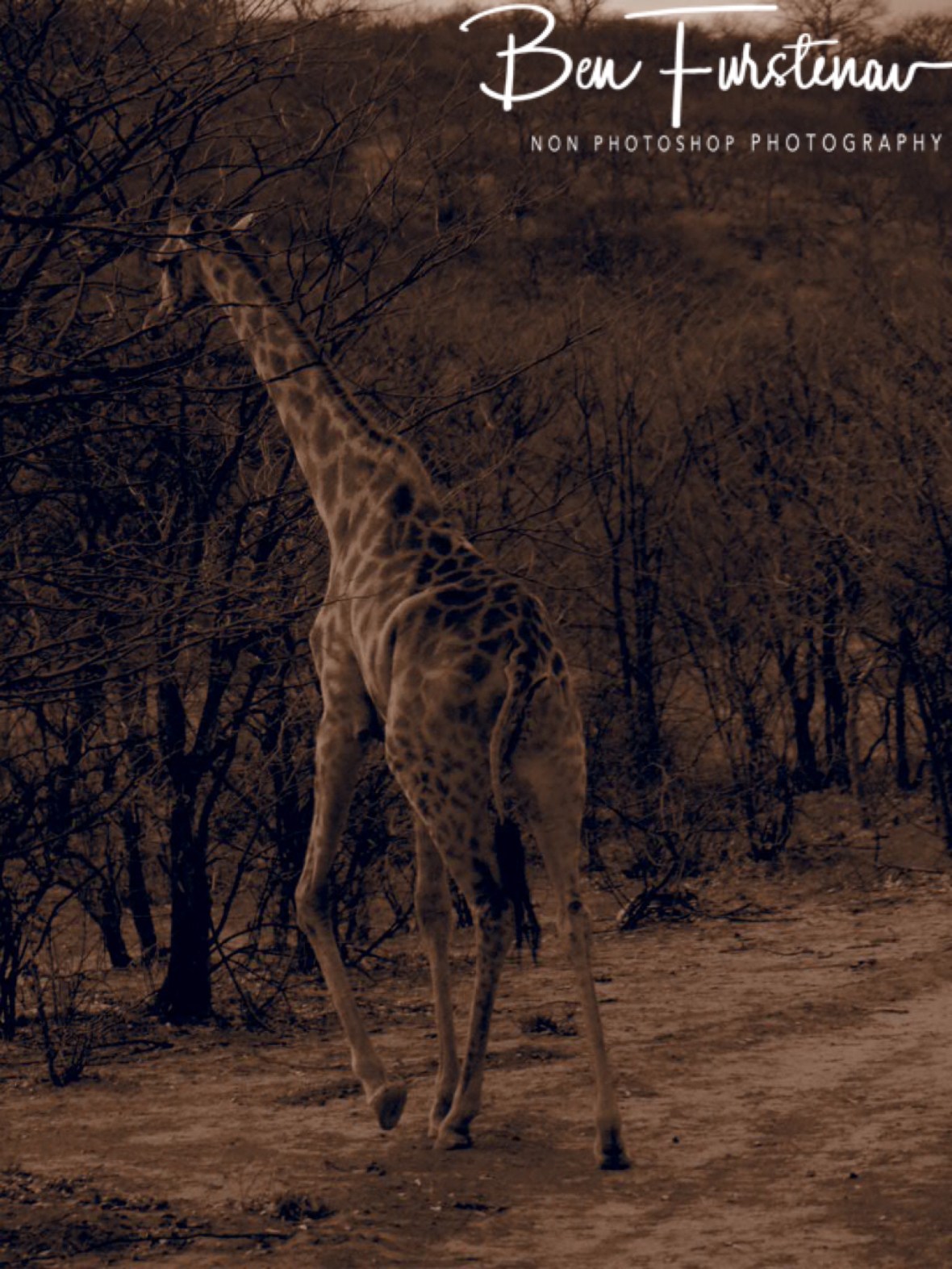 Mom giraffe, Sophienhof, Outjo, Namibia