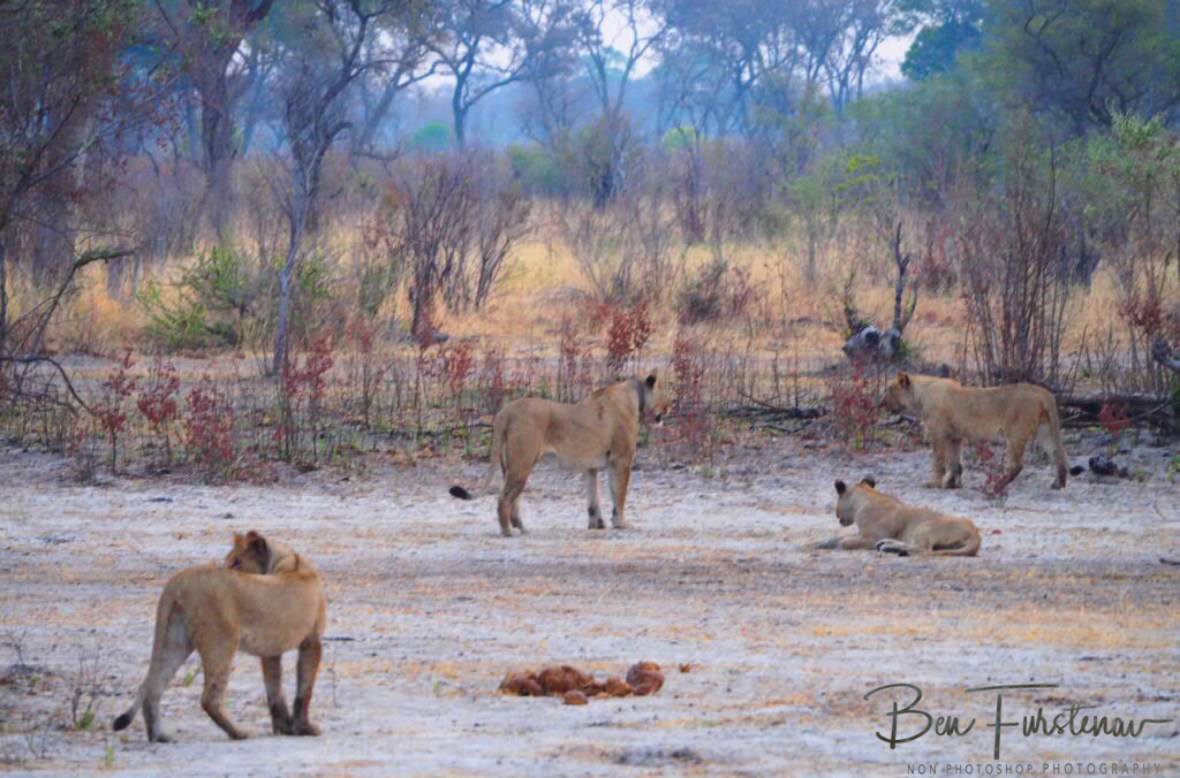 The run off pride, Khaudum National Park, Namibia