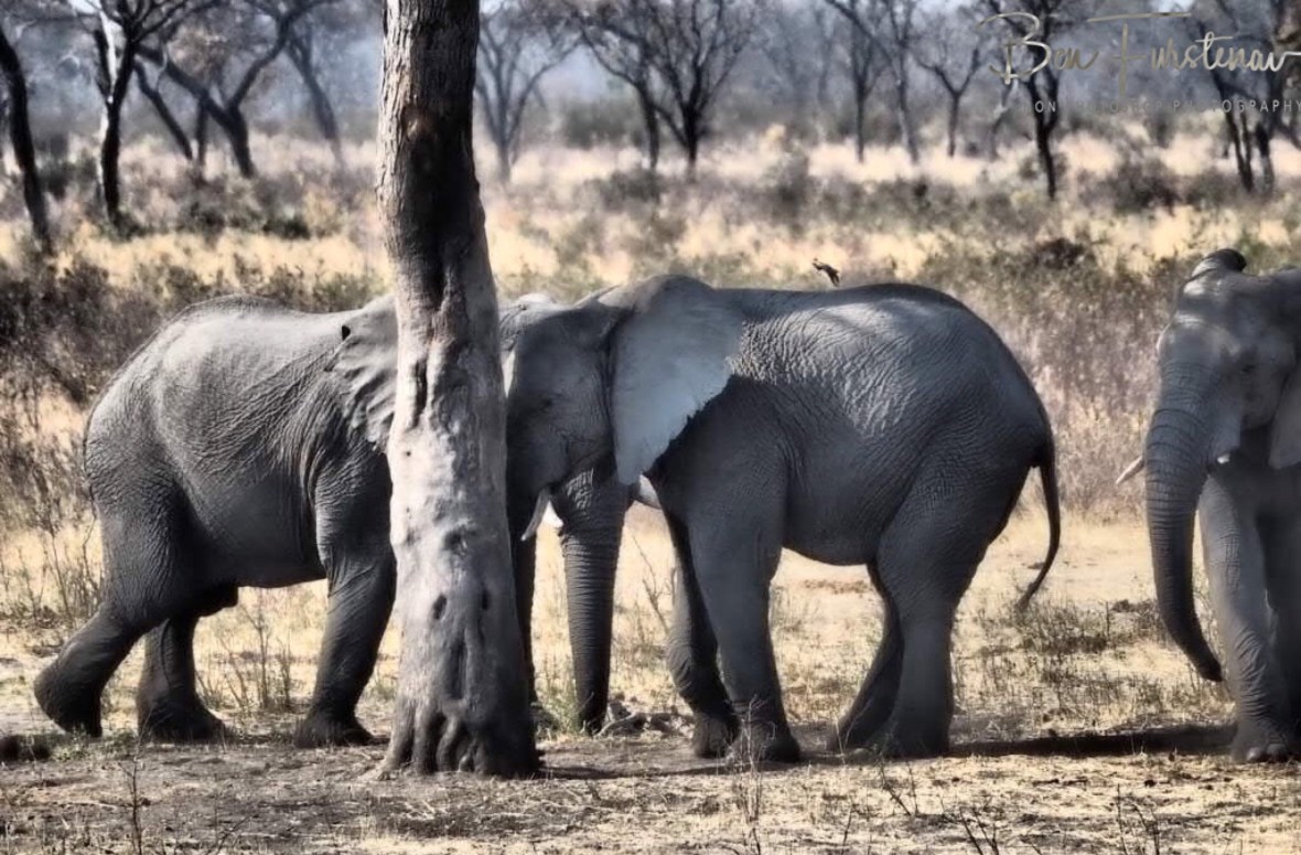 Sad scenes, Khaudum National Park, Namibia