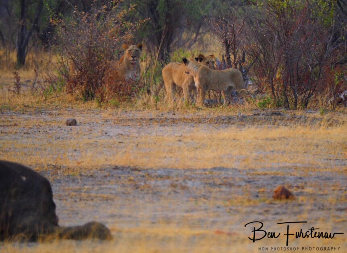 Please mom? I am hungry!, Khaudum National Park, Namibia