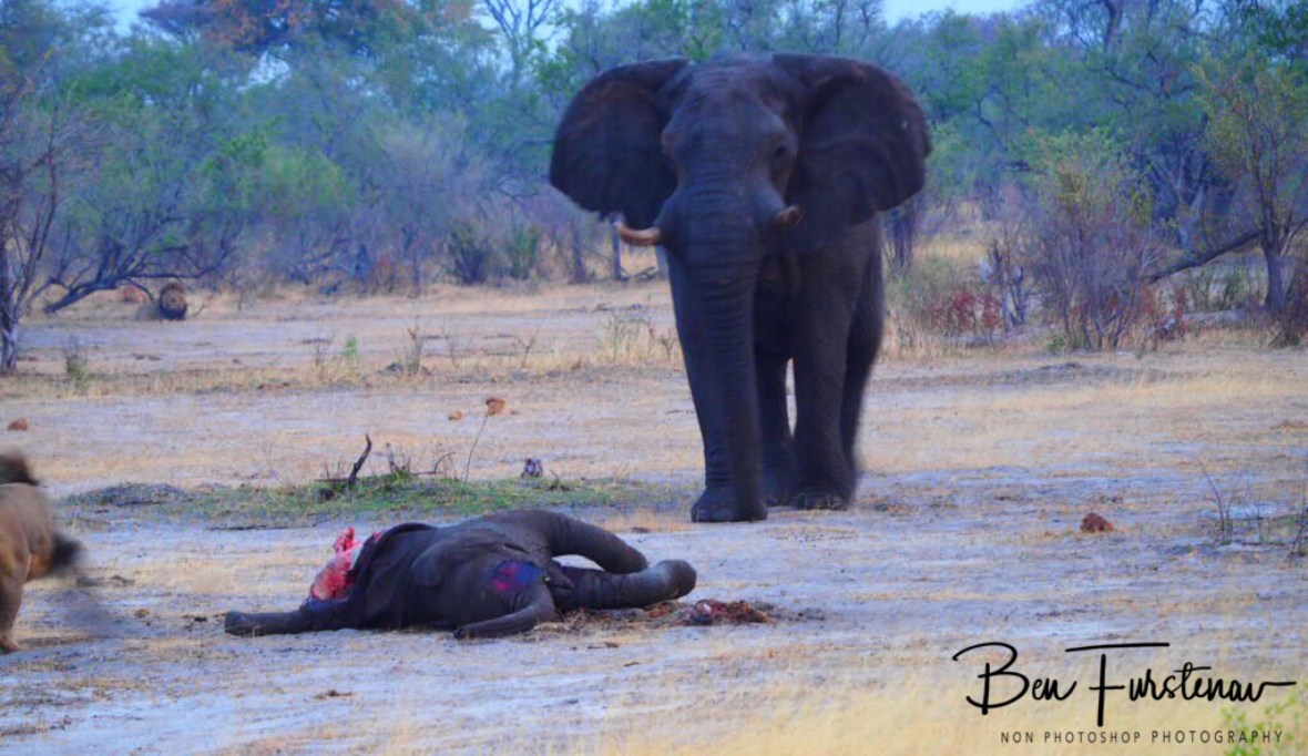 Time to move, Khaudum National Park, Namibia