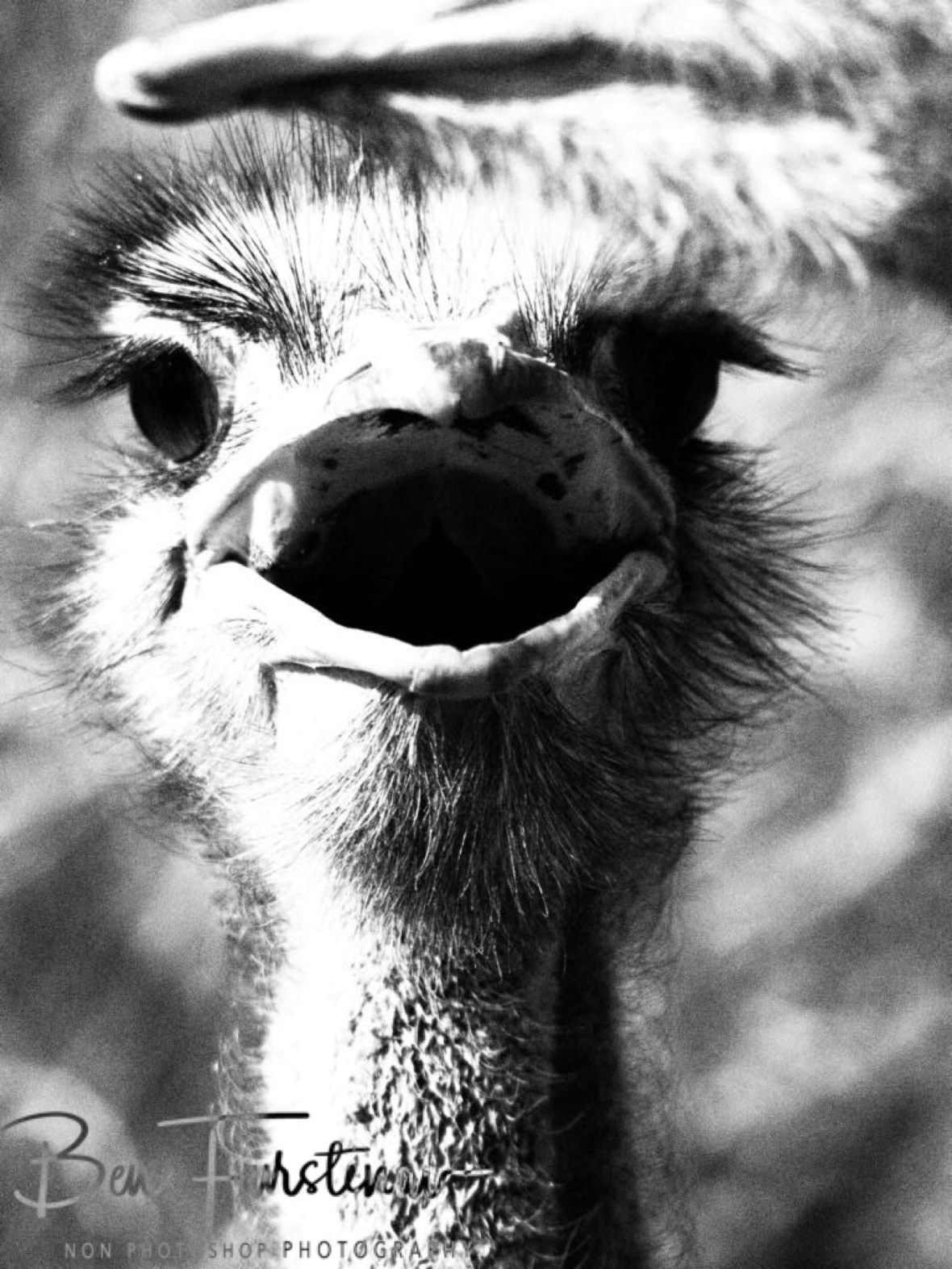 Looking cute, Oppi Koppi, Kamanjab, Namibia