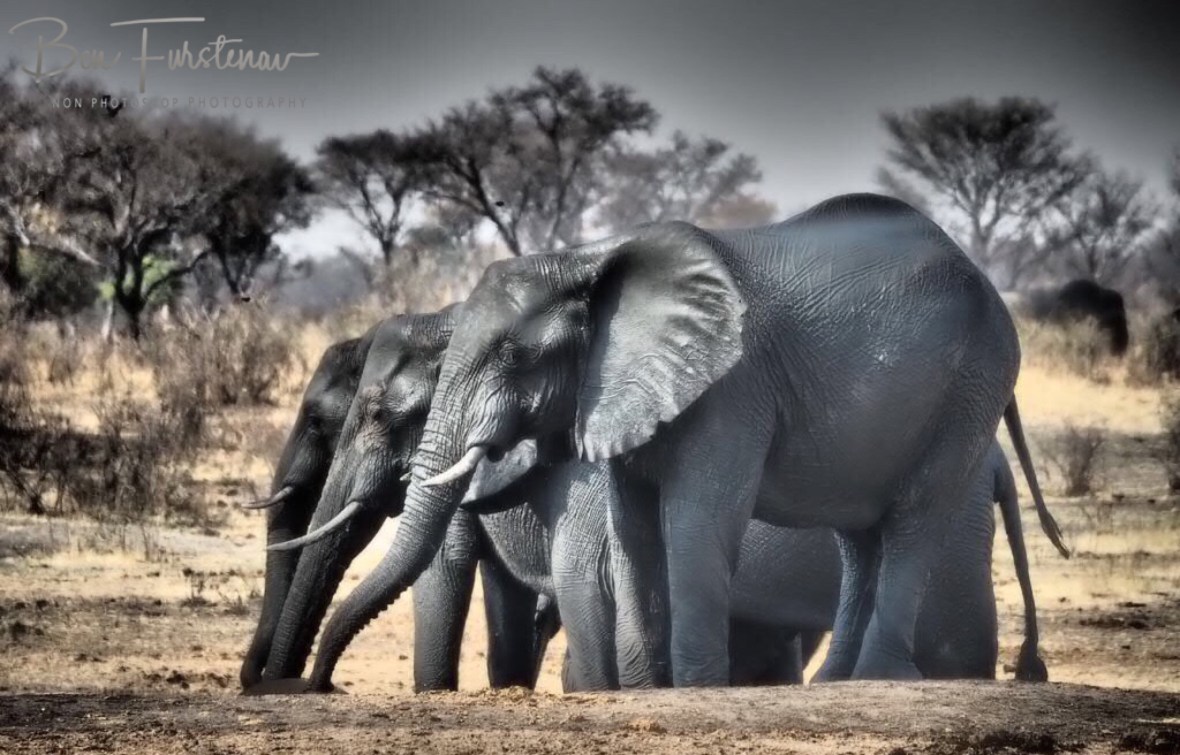 Touching the unfortunate one, Khaudum National Park, Namibia
