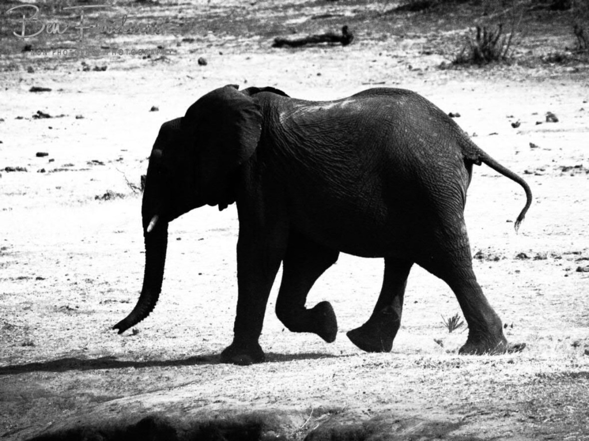 Small ones in a hurry, Khaudum National Park, Namibia
