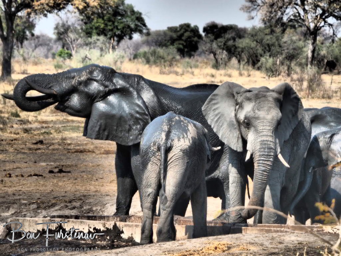 One elephant kept staring at the unlucky one, Khaudum National Park, Namibia