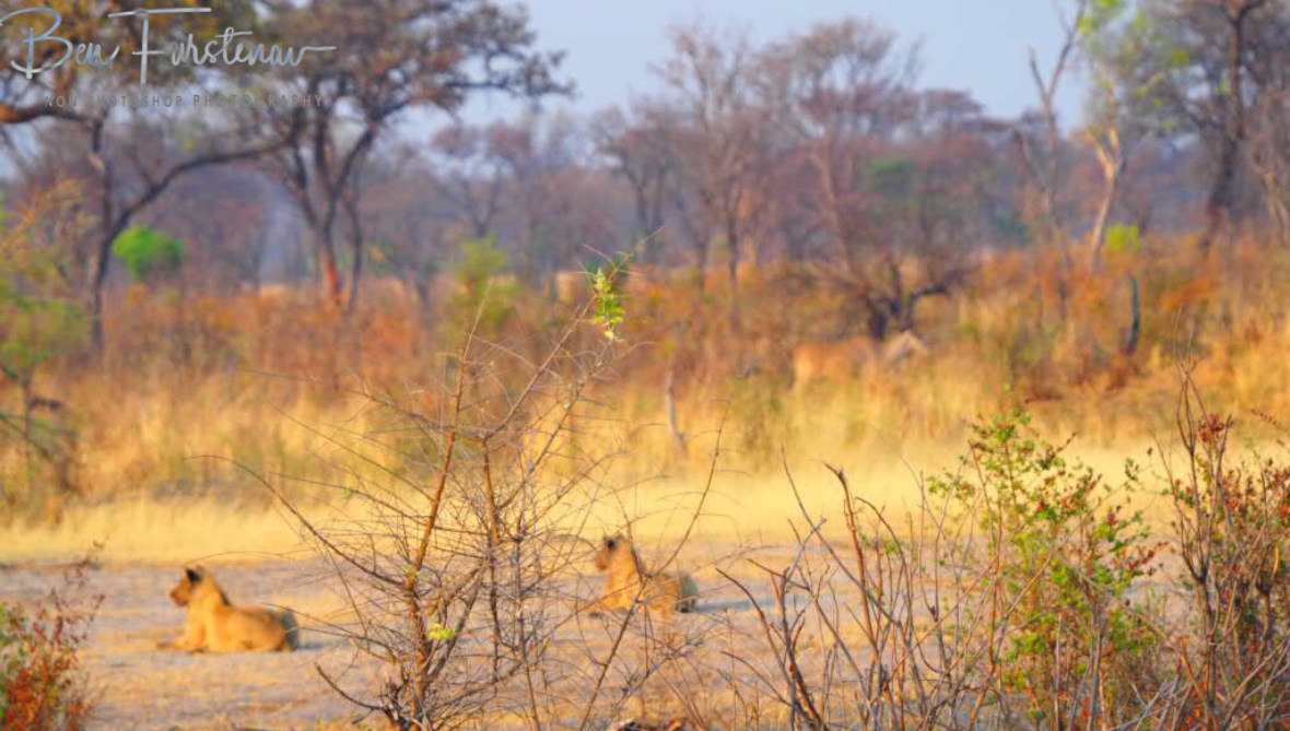 The young ones were ready to pounce the Eland in thick bush, Khaudum National Park, Namibia