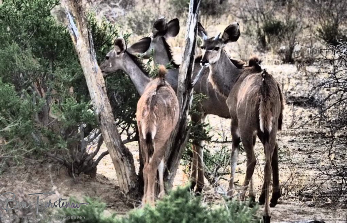 Kudu family, Sophienhof, Outjo, Namibia