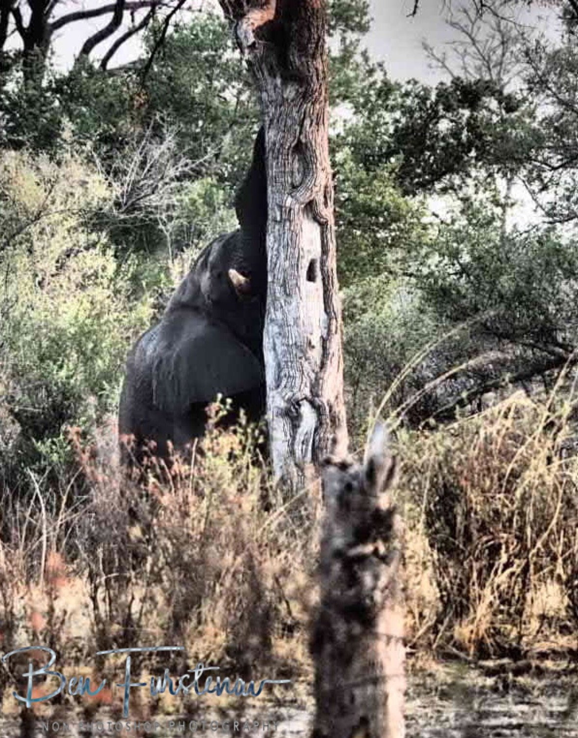 Nothing like a good tree rub, Khaudum National Park, Namibia