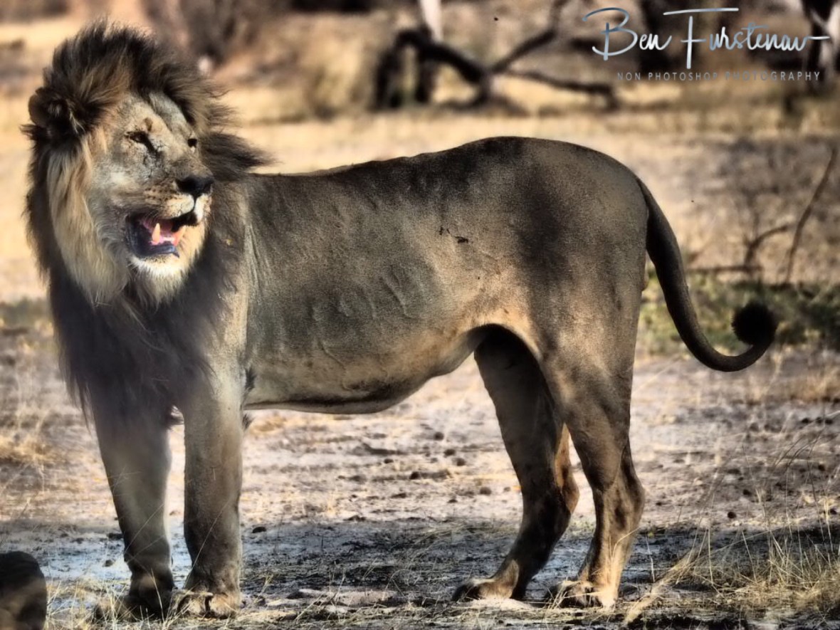 Hungry lion, Khaudum National Park, Namibia