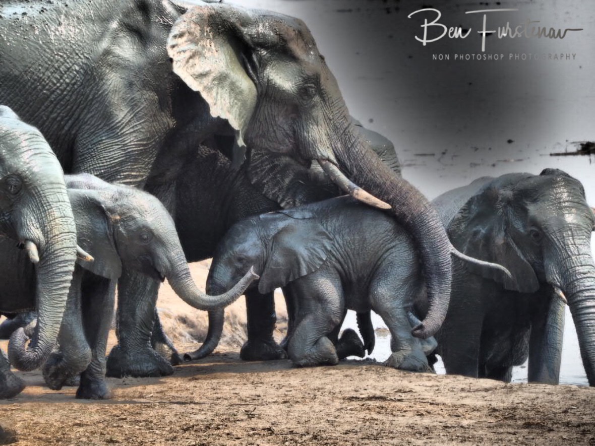 The calves safety is mom’s priority, Khaudum National Park, Namibia 