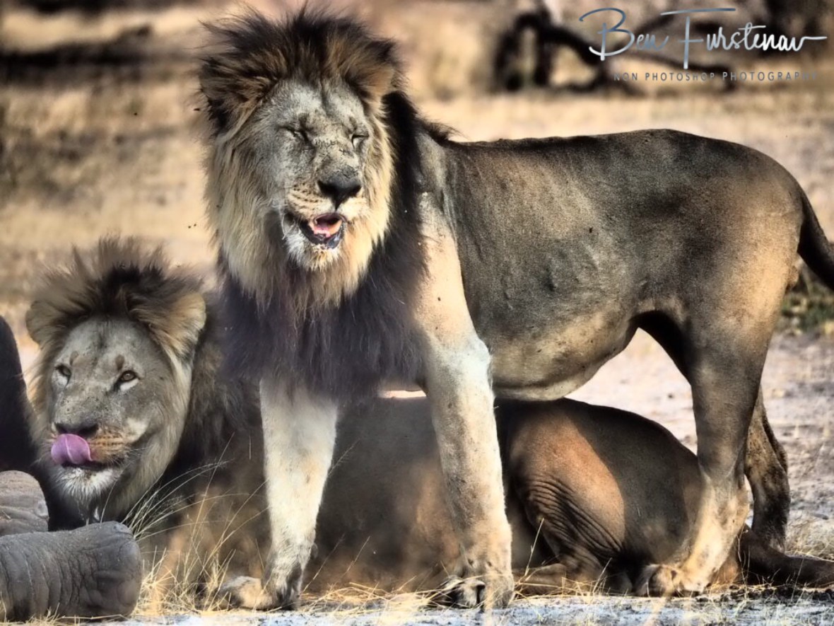 Tasty elephant, Khaudum National Park, Namibia