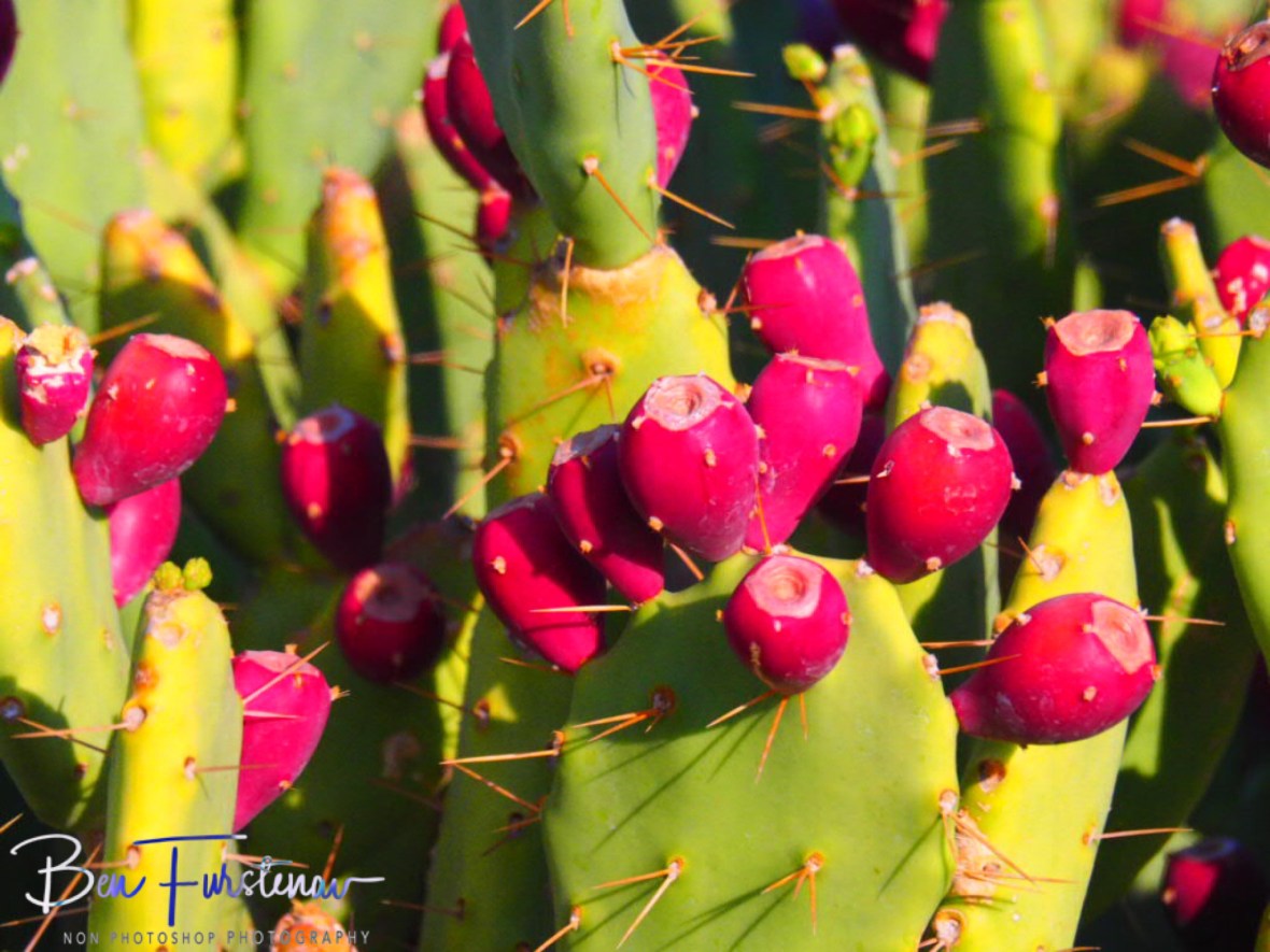 Fruitful cactus, Brandberg Mountains, Namibia