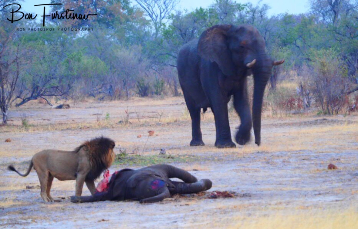Seemingly not scared, Khaudum National Park, Namibia