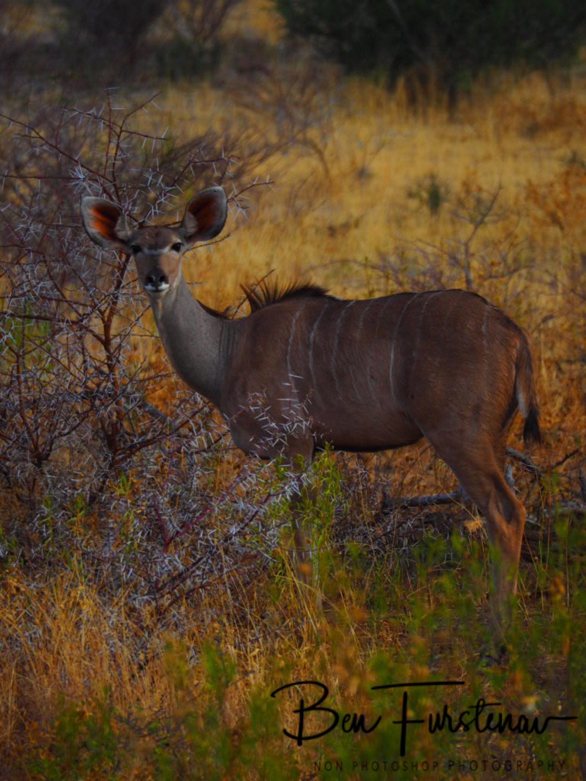 Kudu female behind thorny scrubs, Sophienhof, Outjo, Namibia
