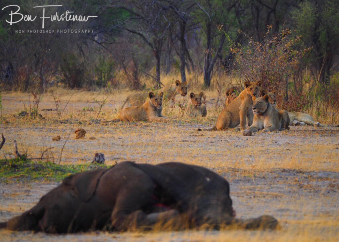 Skitty cats, thankfully, Khaudum National Park, Namibia