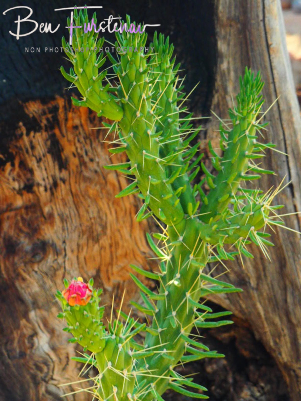 Cactus wooden background, Brandberg Mountains, Namibia