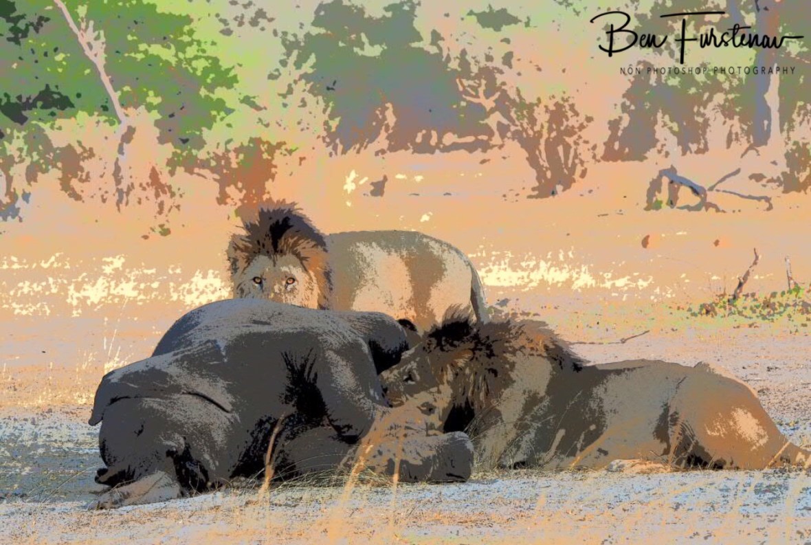 Feasting brothers in painting, Khaudum National Park, Namibia