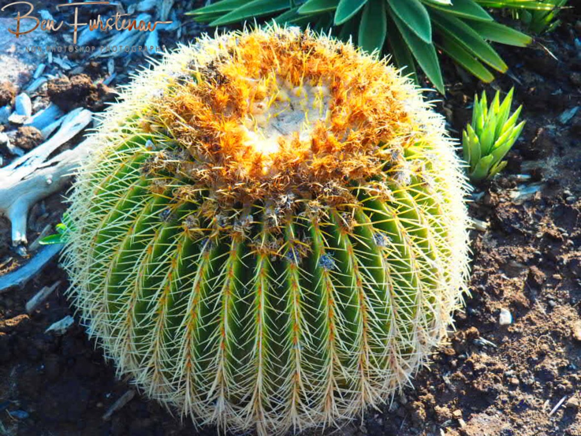 Perfectly round, Brandberg Mountains, Namibia