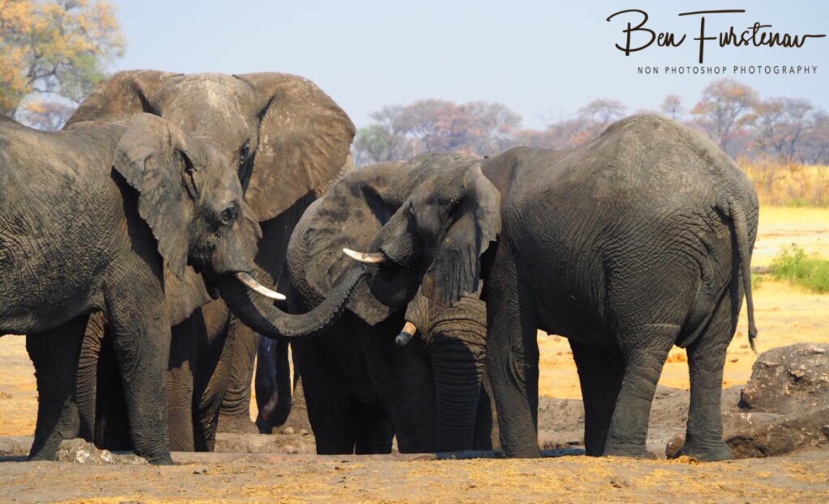 Touching scene at the well, Khaudum National Park, Namibia